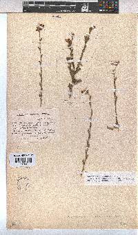 Hermannia flammula image