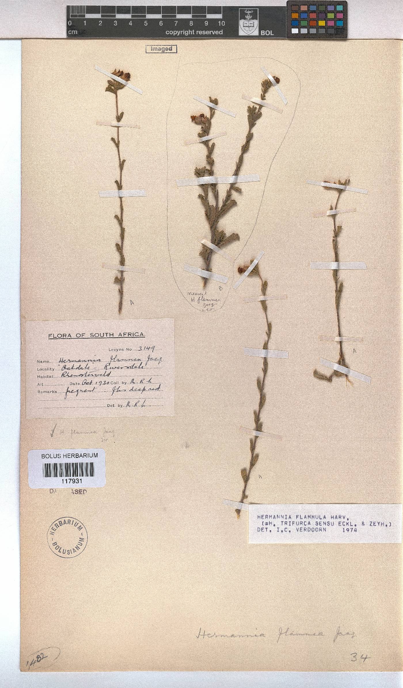 Hermannia flammula image