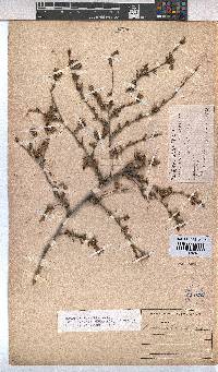 Hermannia flammula image