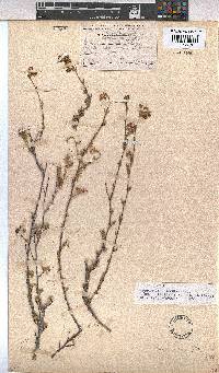 Hermannia flammula image