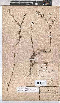 Hermannia flammula image