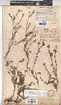 Hermannia flammula image