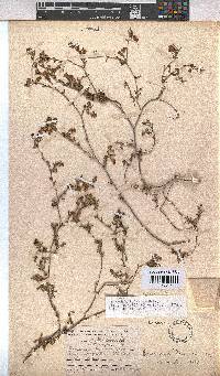 Hermannia flammula image