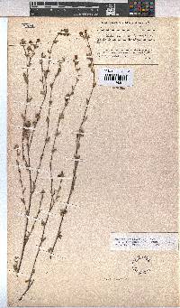 Hermannia flammula image