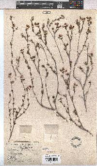 Hermannia flammula image