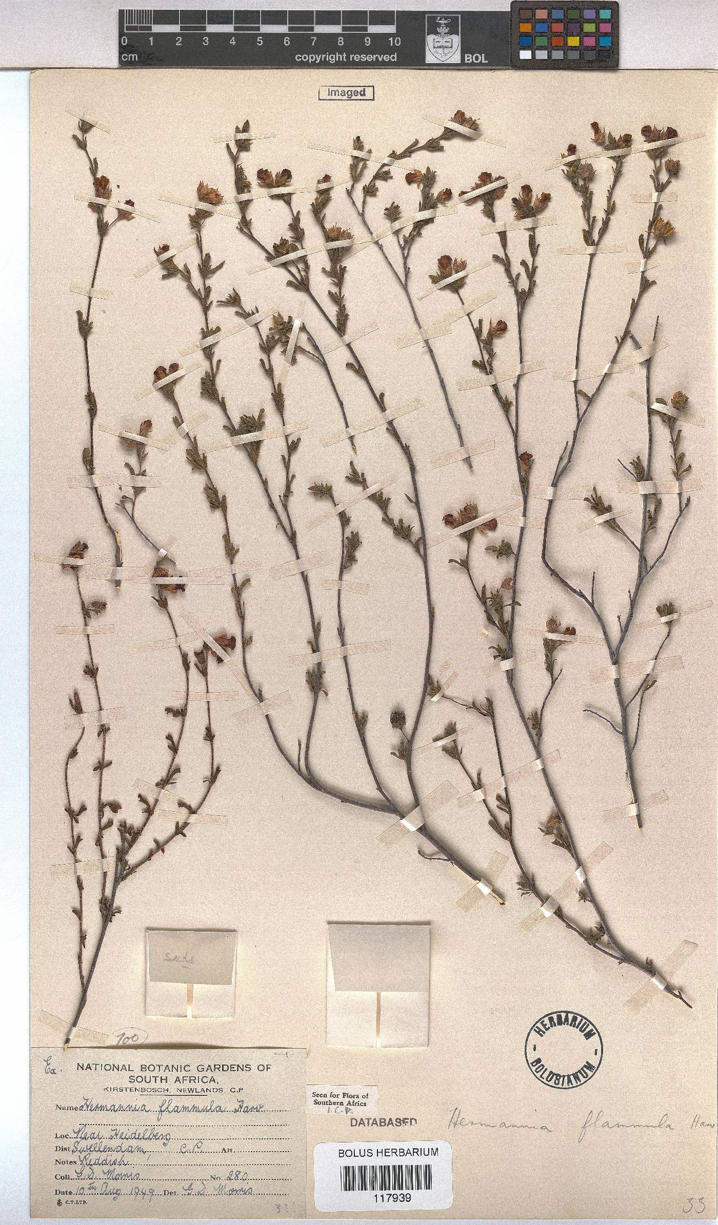 Hermannia flammula image