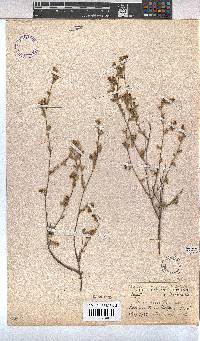 Hermannia flammula image