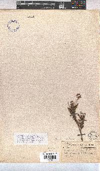 Hermannia flammula image