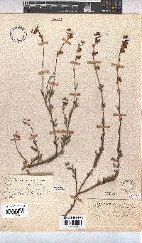 Hermannia flammula image