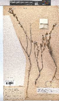 Hermannia flammula image
