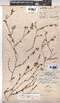 Hermannia flammula image