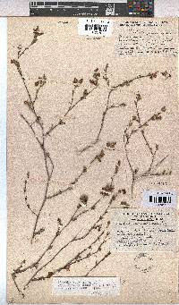 Hermannia flammula image