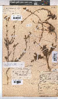 Hermannia flammula image