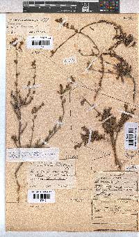 Hermannia flammula image