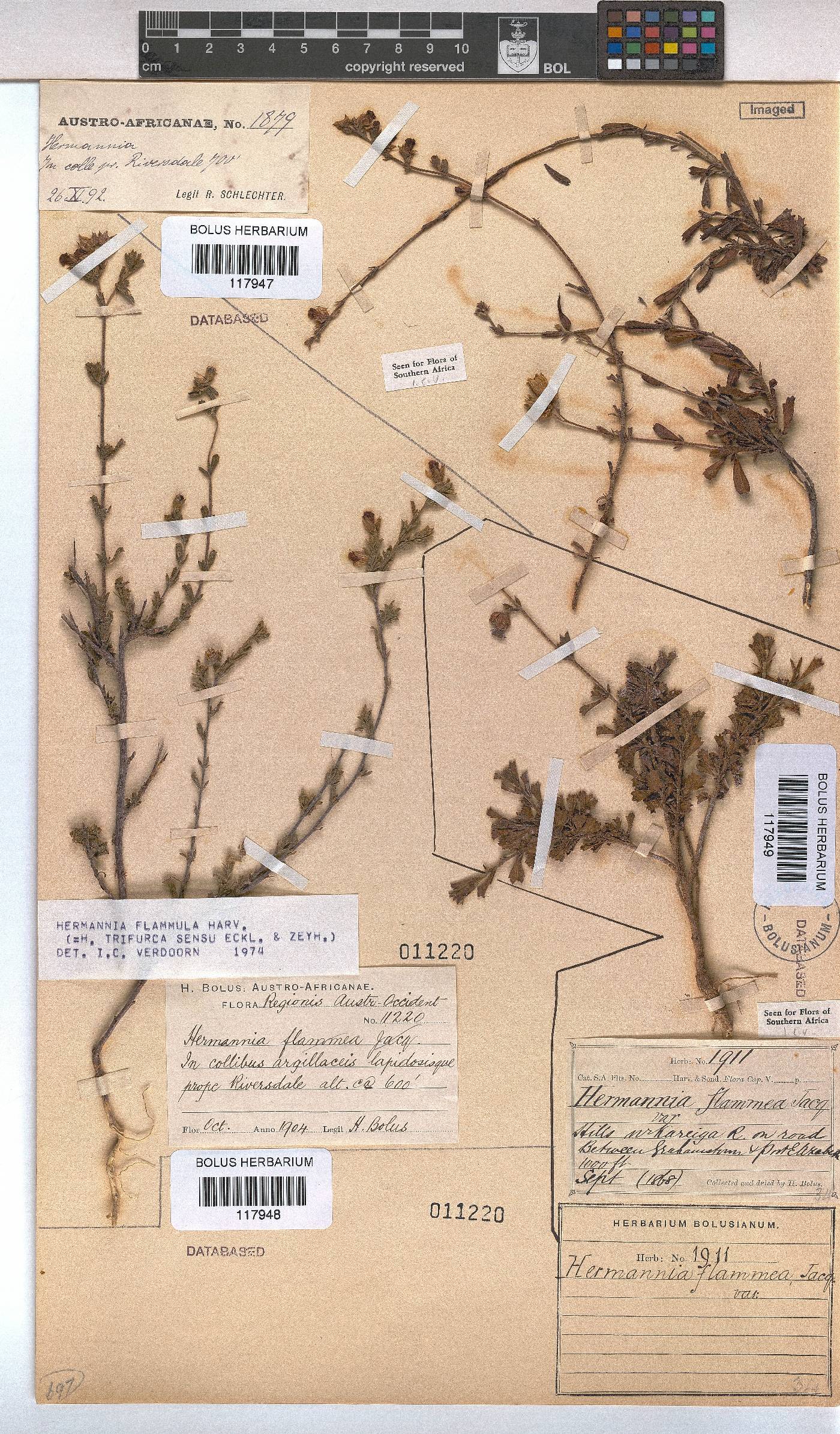 Hermannia flammula image