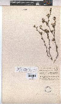 Hermannia flammula image