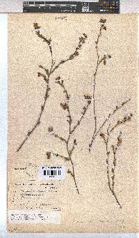 Hermannia flammula image