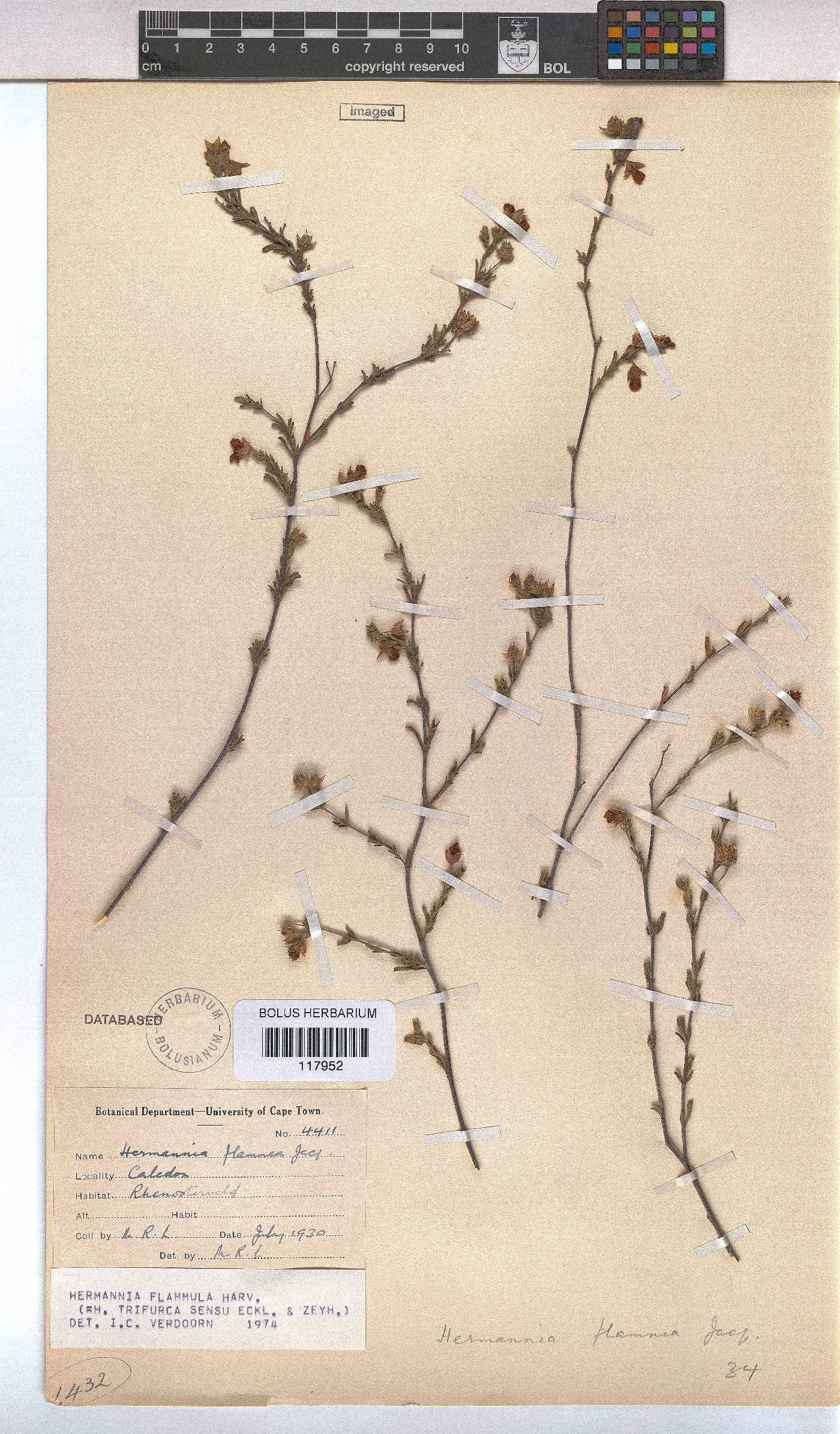 Hermannia flammula image