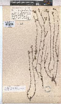 Hermannia flammula image