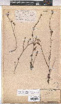Hermannia flammula image