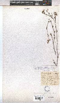 Hermannia flammula image