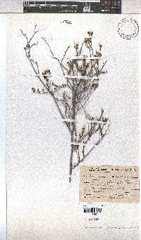Hermannia flammula image