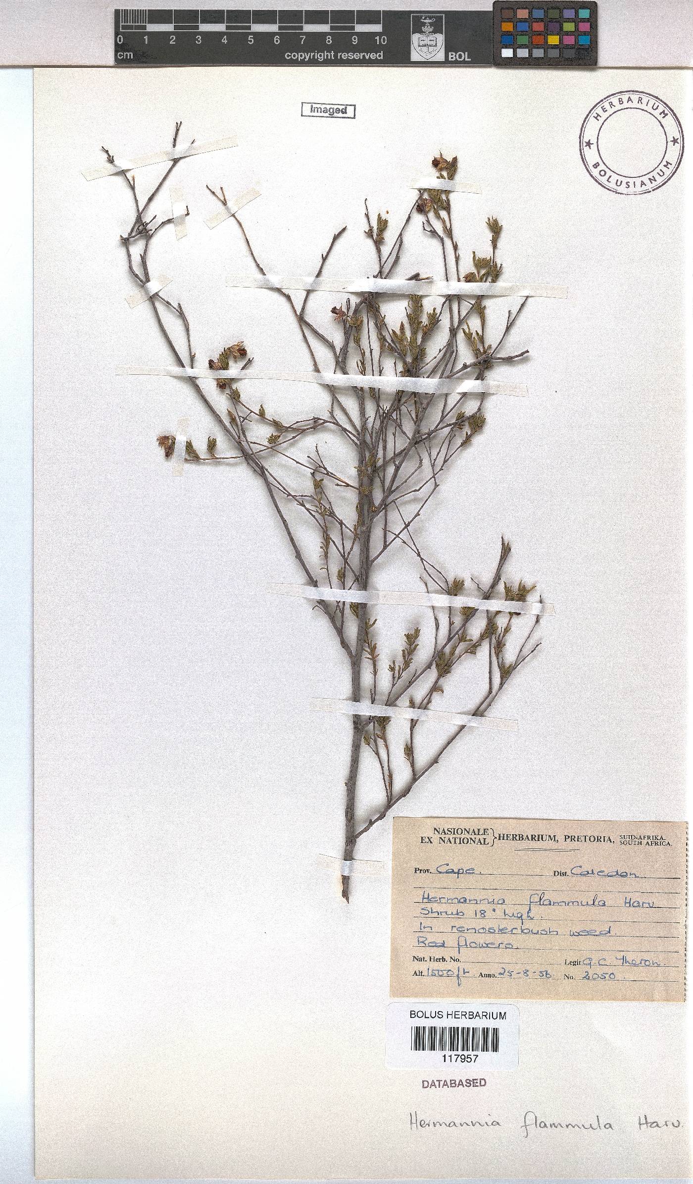 Hermannia flammula image