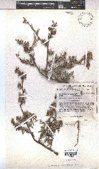 Hermannia joubertiana image