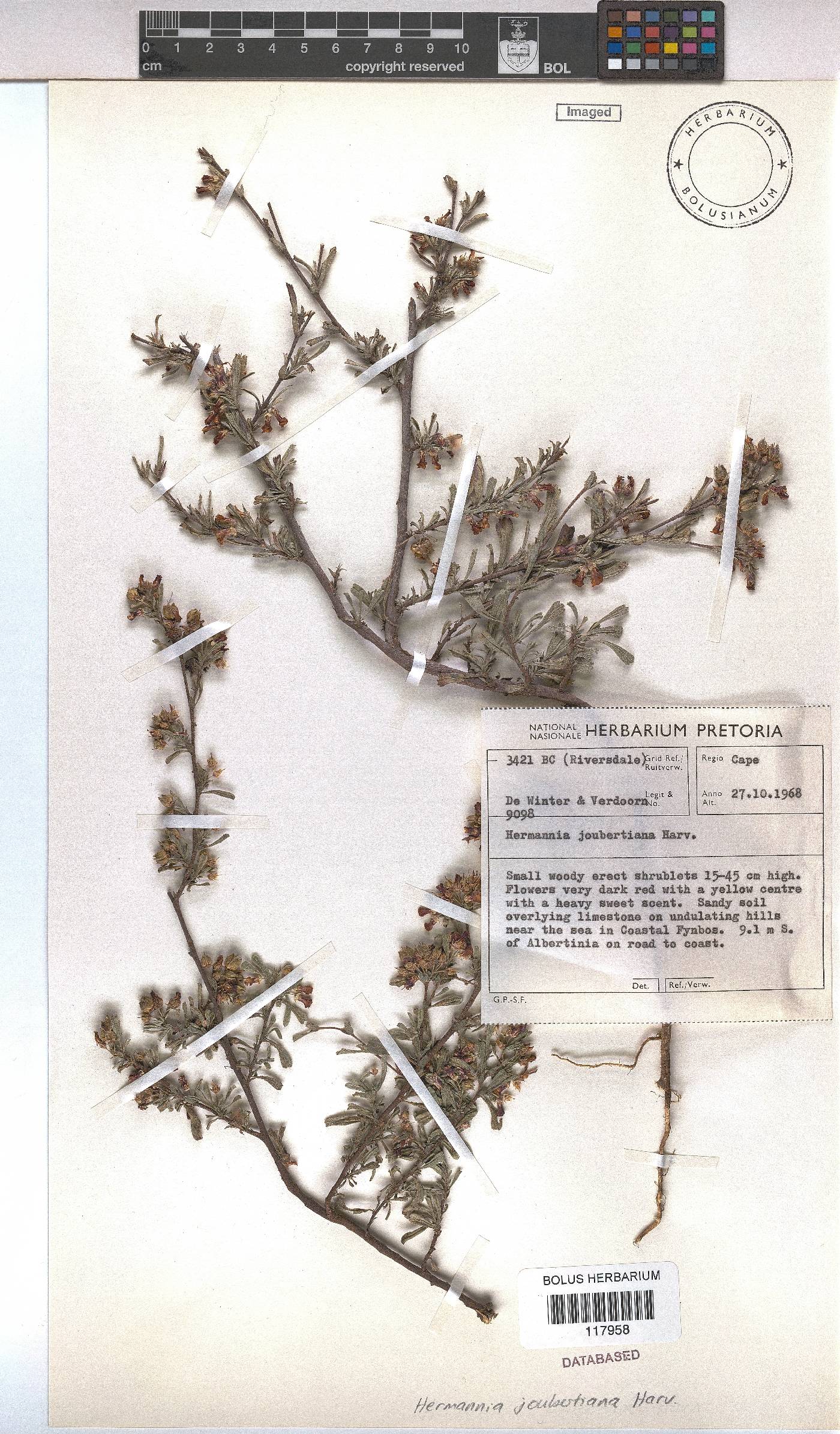 Hermannia joubertiana image