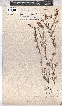 Hermannia joubertiana image