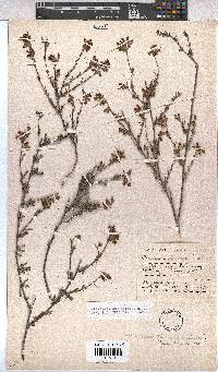 Hermannia joubertiana image