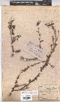 Hermannia joubertiana image