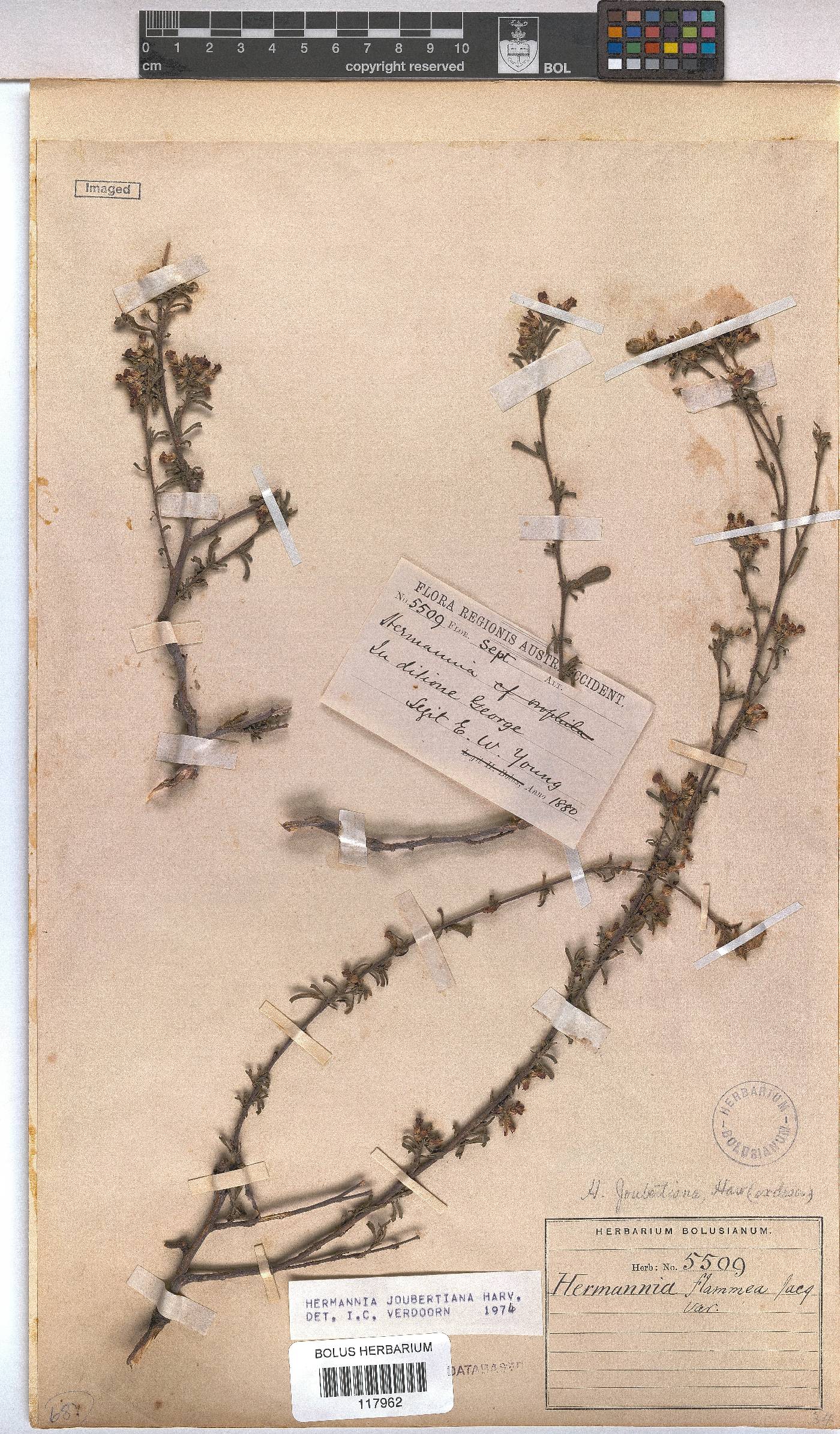 Hermannia joubertiana image
