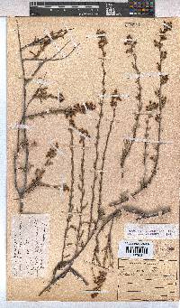 Hermannia joubertiana image