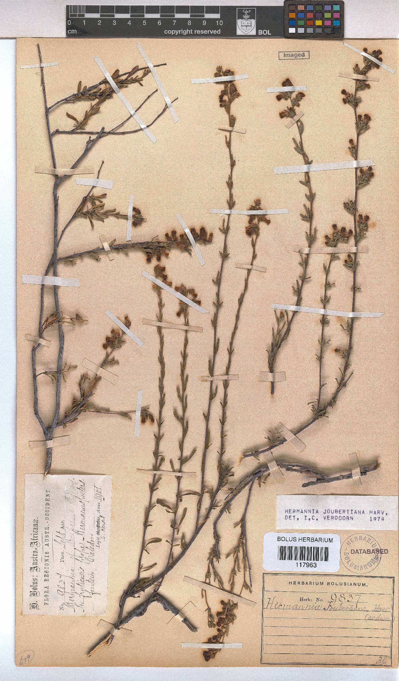 Hermannia joubertiana image