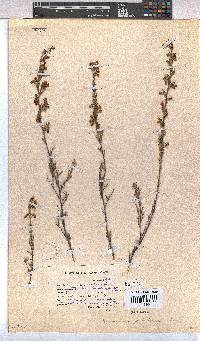 Hermannia joubertiana image