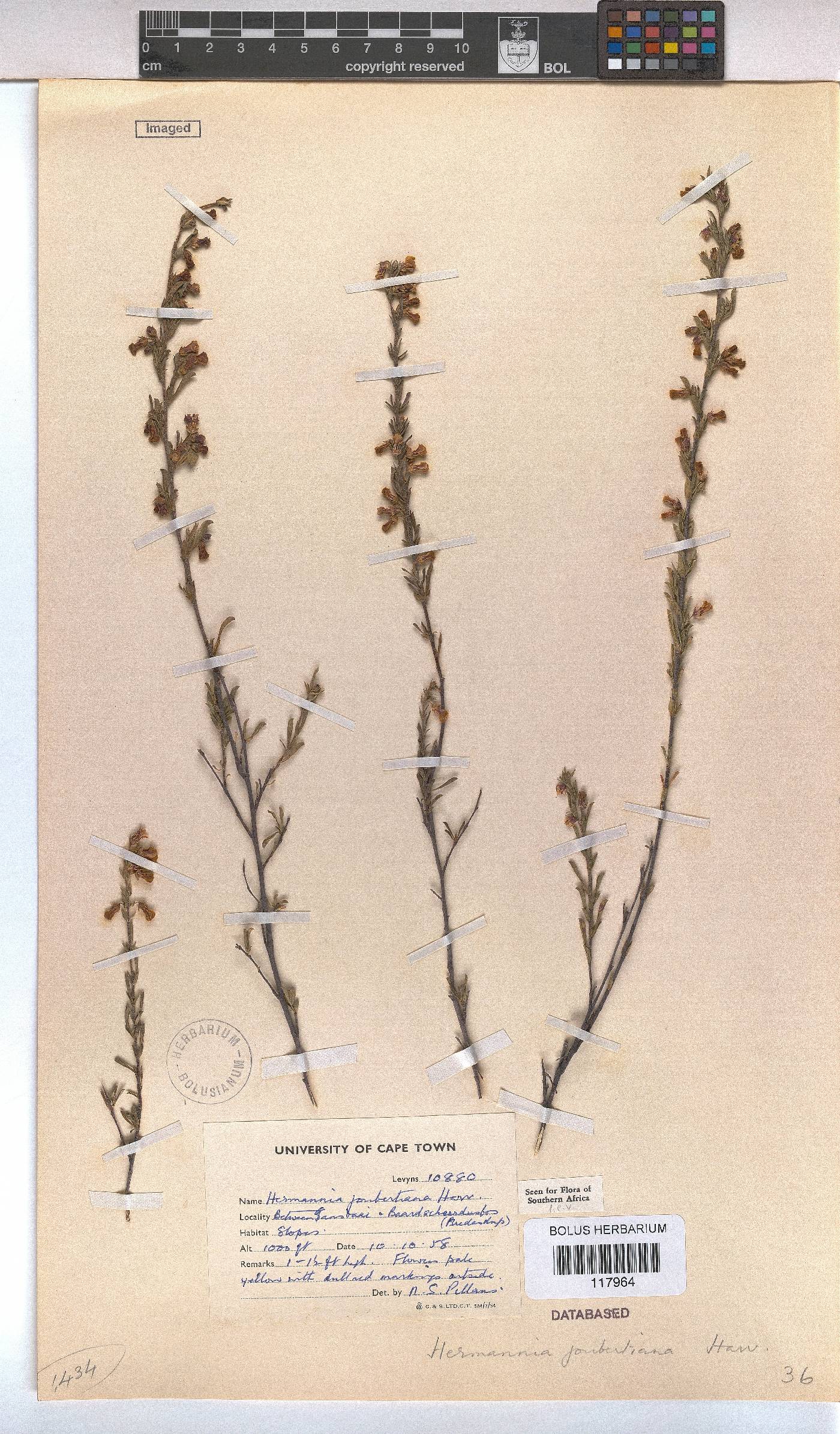 Hermannia joubertiana image