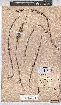 Hermannia joubertiana image