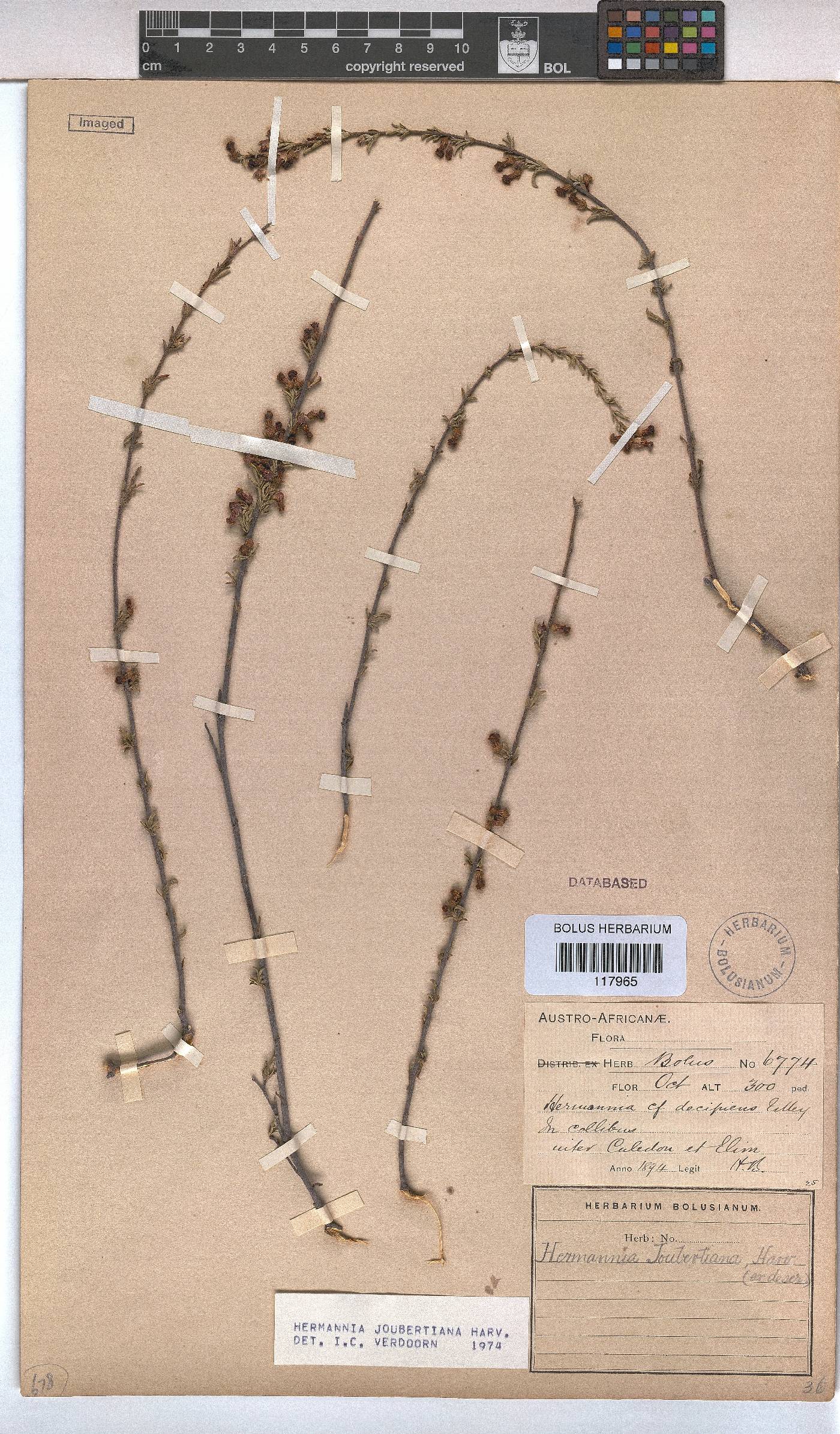 Hermannia joubertiana image