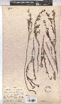 Hermannia joubertiana image