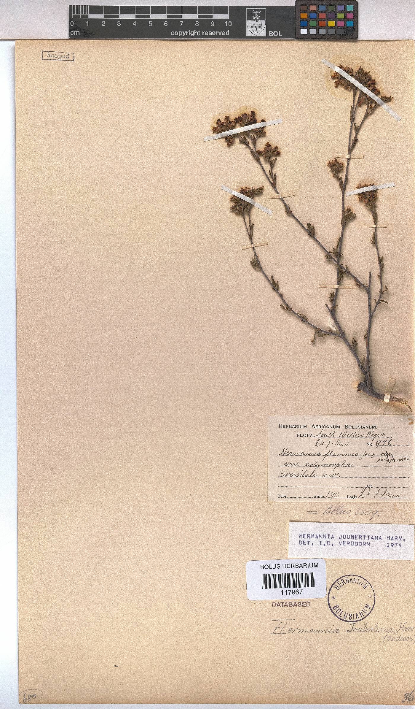 Hermannia joubertiana image