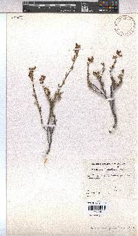 Hermannia joubertiana image