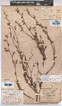 Hermannia scabra image