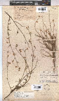 Hermannia scabra image