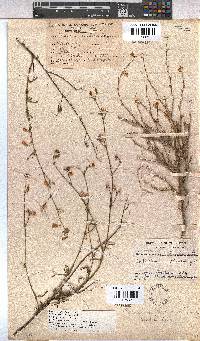 Hermannia scabra image