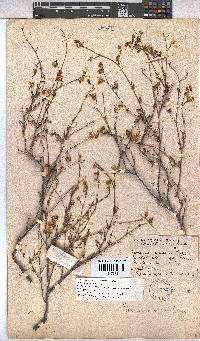 Hermannia scabra image