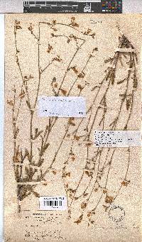Hermannia scabra image