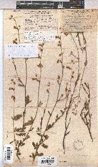 Hermannia scabra image