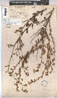 Hermannia scabra image