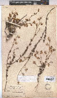 Hermannia scabra image